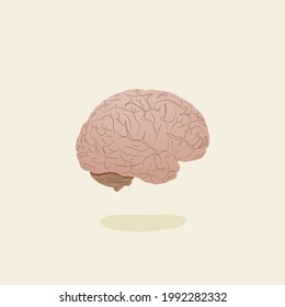 human brain illustration white isolated