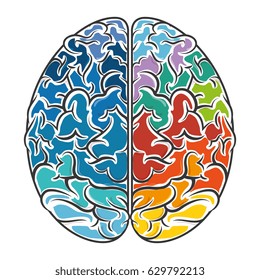 Human brain intelligence