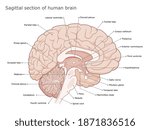 Human brain internal anatomy vector diagram. Sagittal section of the brain. Medical infographic.