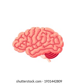 Human brain. Internal organ, anatomy. Vector cartoon flat icon illustration isolated on white background. - Shutterstock ID 1931442809