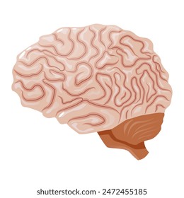 Human brain internal organ on white background