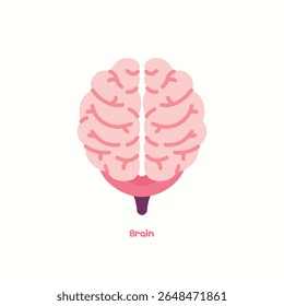 Human brain internal organ vector medical illustration