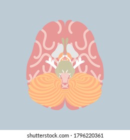 cerebro humano, órganos internos anatomía cuerpo parte del sistema nervioso, ilustración vectorial caricatura diseño de carácter plano imagen clip