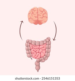 The human brain and intestines. Organs. Vector illustration.