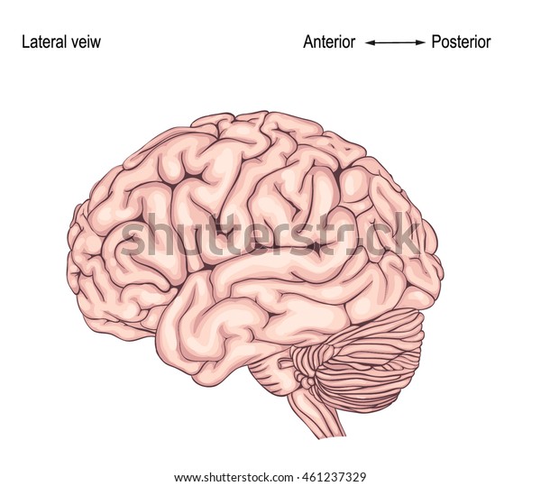 Human Brain Side View Illustration Stock Vector (Royalty Free ...