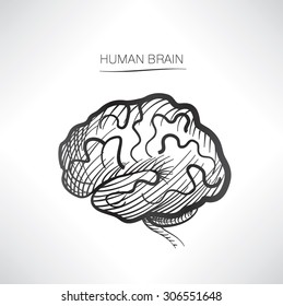 Human brain isolated. Internal organ icons sketch