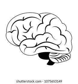 Human brain isolated on black white colors