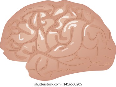 Human brain isolated on white background vector illustration