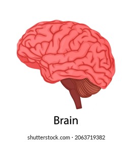 Cerebro humano aislado sobre fondo blanco, órgano interno. ilustración vectorial en diseño plano detallado. Icono interno del cerebro de órganos, concepto de afiche médico, elemento infográfico.