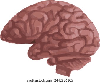 human brain isolated on white or brain png	
