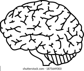 The human brain isolated vector illustration.