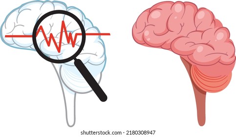 Human brain isolated vector illustration