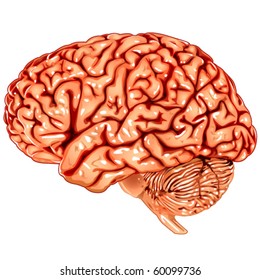 Human brain lateral view