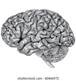 Human brain lateral view