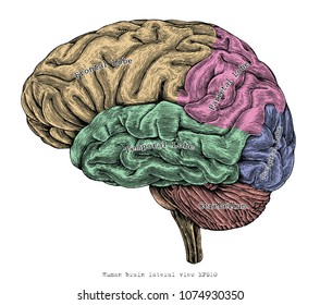 Human Brain Lateral View Hand Drawing Vintage Engraving Illustration