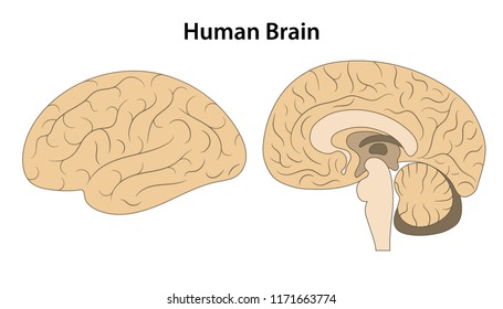 Human brain. Lateral view. Vector illustration