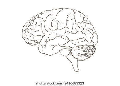 Human brain, line art vector illustration. side view of brain with cerebrum, brainstem and cerebellum to study anatomy, neurology. eps 10