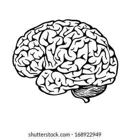 Human brain line illustration