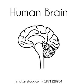 Human brain linear medical icon with text. Vector illustration of brain anatomy. Cross section image. Design template for medicine or therapy for headache, brain diseases or education