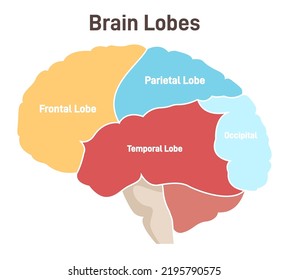 Human brain lobes. Cross section structure of the main nervous system organ. Labeled parts, parietal, frontal, occipital and temporal lobe, spinal cord and cerebellum. Flat vector illustration