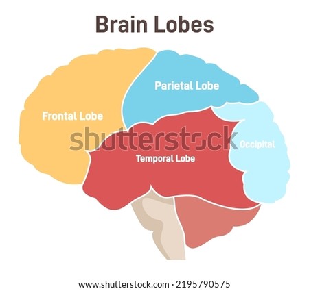 Human brain lobes. Cross section structure of the main nervous system organ. Labeled parts, parietal, frontal, occipital and temporal lobe, spinal cord and cerebellum. Flat vector illustration Stock foto © 