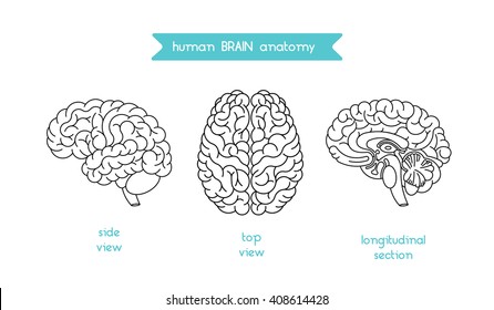 Human brain logo. Vector logo of human brain view. Brain outline logo for medical design or education. Vector logo brain isolated on white. Isolated brain top view, side view and section.