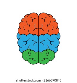 El cerebro humano con las partes principales. Sección del sistema nervioso central. Signo de órgano interno saludable. Ilustración del vector