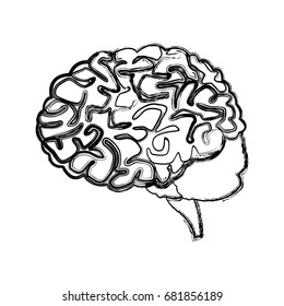human brain for medical healthy memory anatomy design
