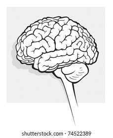 human brain medical schematic simplified illustration on white