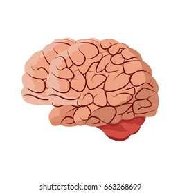 human brain medical science section schematic