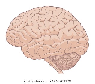 Human brain medical vector  illustration. 