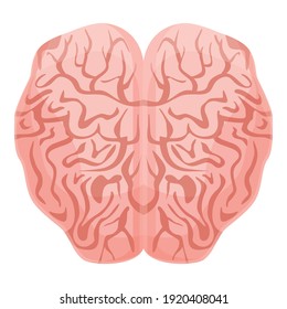 Icono de mente del cerebro humano. Caricatura del cerebro humano icono vector de mente para diseño web aislado en fondo blanco