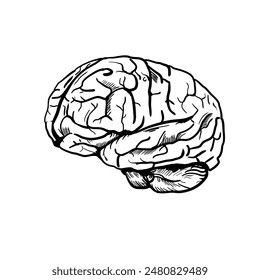 human brain, mind - vector illustration	