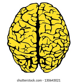 human brain model. eps10 vector illustration