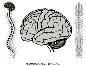 Human Brain Model And Spinal Cord. Vertebra Eps10 Vector Illustration