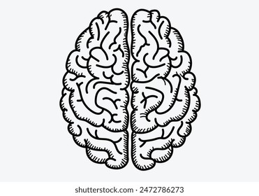  human brain model.Brain sketch art isolate white background.