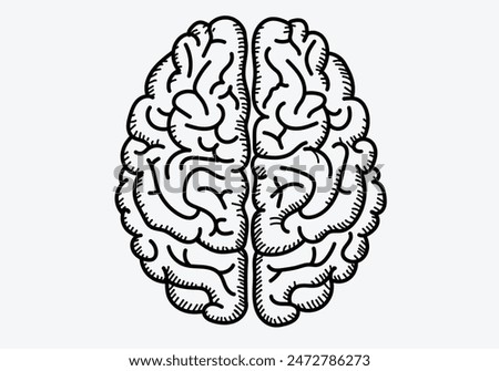  human brain model.Brain sketch art isolate white background.