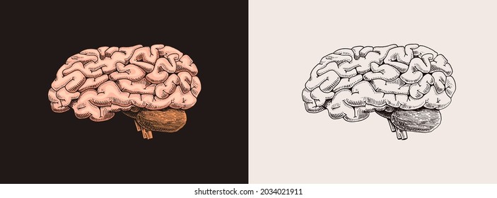 Human Brain. Nervous System. Retro Vector Illustration For Woodcut Or Print. Hand Drawn Sketch.