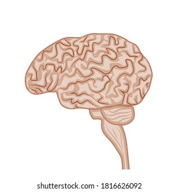 Human brain, nervous system. Side view. Internal organs structure, vector illustration