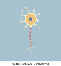 Célula nerviosa neuronal del cerebro humano. Sinapsis, vaina de mielina, cuerpo celular, núcleo, axón y dendritas. Neurología, ilustración vectorial de dibujos animados de diseño plano clip art