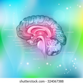 Human brain on a abstract light blue background, detailed colorful illustration. 