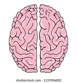 Human brain on white background. View from above. Vector illustration
