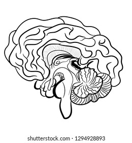 Human brain on white background. Anatomically correctly outline of human brains. Vector illustration. The picture for textbooks with anatomy. Middle and anterior-posterior section of the brain.