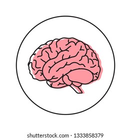 Human brain on a white background. Vector illustration