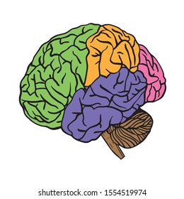 Human Brain on the White Background. Hand Drawn. Free Hand. Vector Illustration.