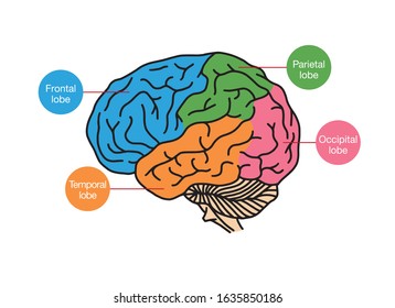 Human Brain on the White Background. Hand Drawn. Free Hand. Vector Illustration. digital printing.