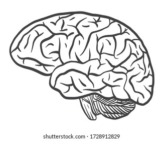 Brains Images, Stock Photos & Vectors | Shutterstock
