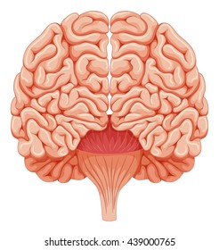 menschliches Gehirn auf weißem Hintergrund, Illustration