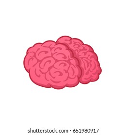 Human brain on white background, vector illustration