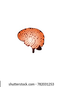 Human brain on a white background